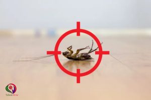 اصول صحیح سم پاشی با انتخاب بهترین شرکت سم پاشی